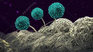 Microscopic image of growing molds or mold fungus and spores