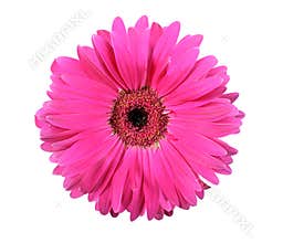 One pink flower isolated on white background
