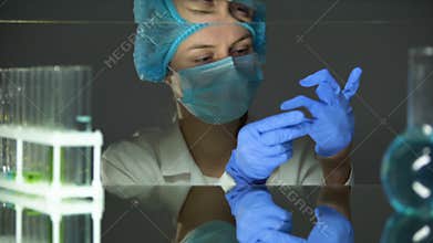 Lab assistant putting on gloves, accident prevention during work with chemicals