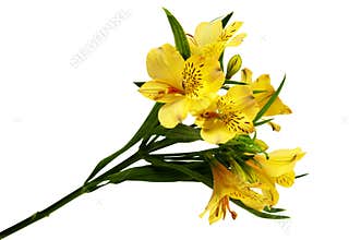 Bunch of flowers