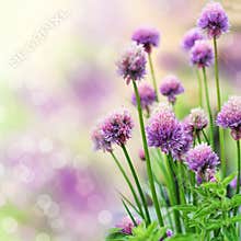 Chive flowers