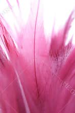 Pink feathers