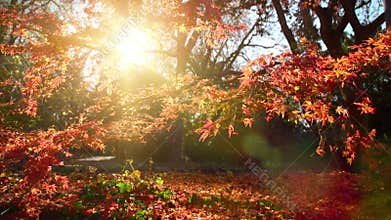 The charm of a sunny autumn day
