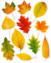 Fall leaves