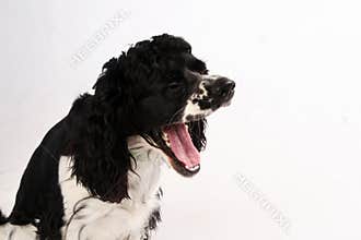 Barking Dog Bark Bark Advert