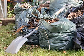Garden waste. Brown leaves and rubbish collected from gardening tidy