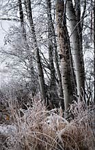 Frosted Birch trees and grasses.