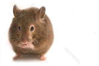 Little brown hamster