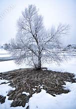 Frosty tree in winter landscape.
