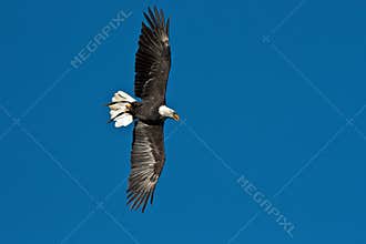Flying bald eagle lat. haliaeetus leucocephalus in a park