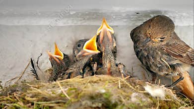 Family of nightingales in a nest