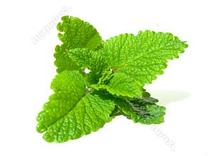 Lemon balm