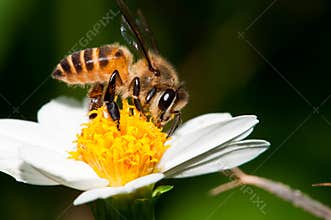 Bee Pollination