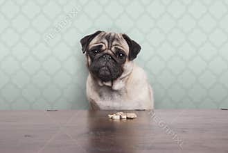Cute pitiful pug puppy dog on a no carbs diet sitting at wooden table with snacks in front