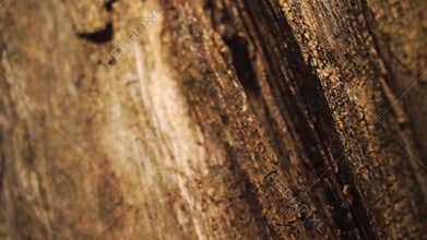 Caustic coating on dry wood.