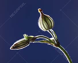 Seed pod of Silene