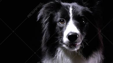 Close up of a beautiful black and white dog looking around and barking