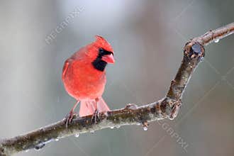 Northern Cardinal on an Icy Day in Winter