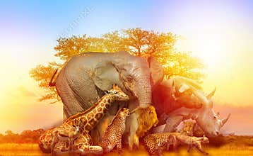 African animals collage sunset