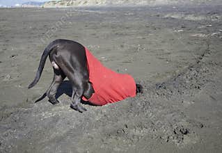 I know it's here somewhere