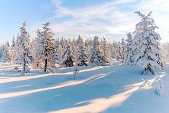 Winter snow trees forest sun mountain view