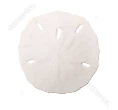 Sand Dollar Isolated on White Background