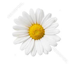 Daisy flower isolated with hand made clipping path