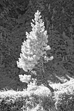 Lonely Conifer