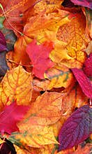 Autumn Leaves. Mobile Phone Wallpaper.