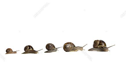 Snails