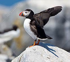 Puffin showing wings