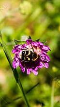 Flower Bumblebee