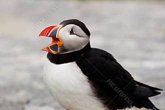 Atlantic Puffin
