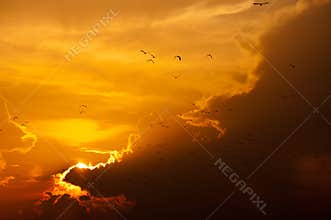 Sunset with birds flying, golden light and cloud