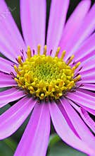Summer petals