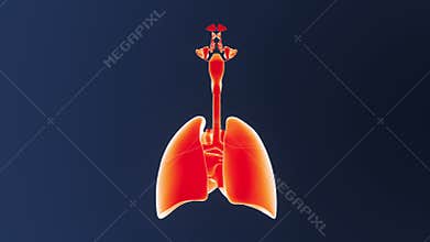 Respiratory System and Heart
