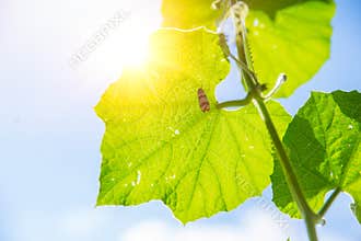 Nature Science and Ecology. Closeup green leaf texture with chlorophyll and process of photosynthesis