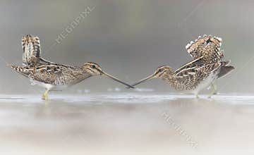 Pair of Common Snipe in love
