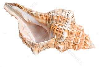 Sea shell isolated on white