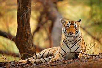 Indian tiger female with first rain, wild animal in the nature habitat, Ranthambore, India. Big cat, endangered animal. End of dry