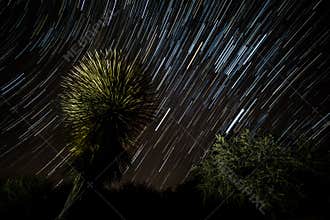 Arizona Star Trail Palm Tree Mesquite