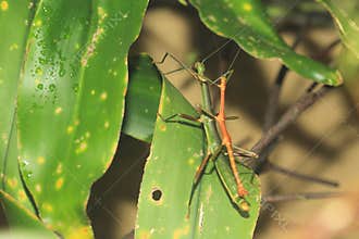 Giant lime green stick bug