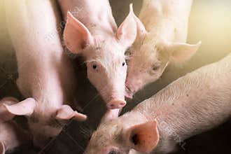 Small pigs at the farm,swine in the stall