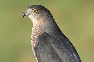 Coopers Hawk Accipiter cooperii