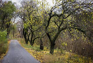 Fall road with trees