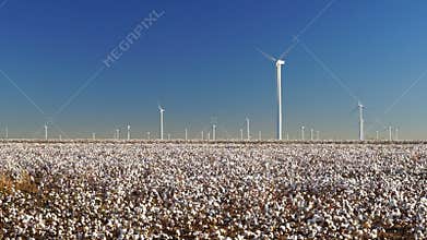 Cotton plantation green energy farm field wind power generation