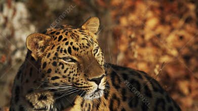 Close portrait of rare amur leopard enjoying sun in Primorsky Safari Park,Russia