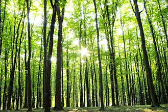 Forest