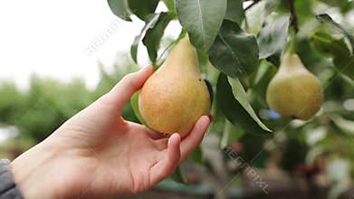 The woman takes a ripe juicy pear in her hand. The female hand touches the fruit on the tree during harvest on an