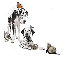 Group of pets : dog, bird, rabbit, cat and ferret